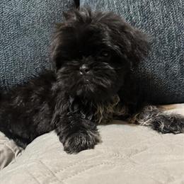 Shih Tzu Puppies Available in Pearland, tx