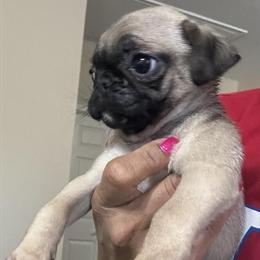 Pug Puppies Available in Pearland, tx