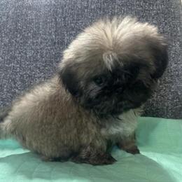 Shih Tzu Puppies Available in Pearland, tx