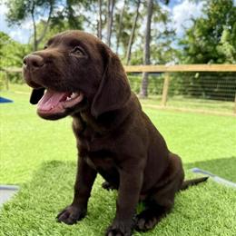 Labrador Retriever Puppies Born 5/31 - 2 Females Available in Palm City, fl