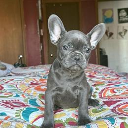 Female French Bulldog for Sale in Stroudsburg, pa