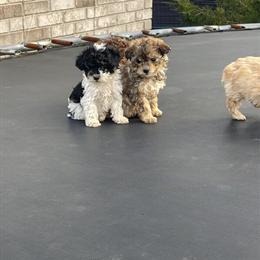 Yorkipoo Puppies Available in Claremont, nc