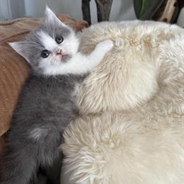 British Shorthair Kitten Edgar - 3 Months Old in Staten Island, ny