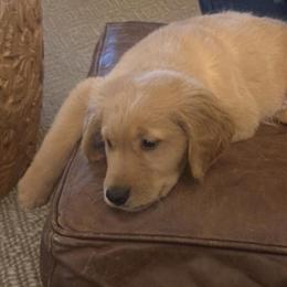 Golden Retriever Puppies Ready for Loving Homes in Hartford, ct