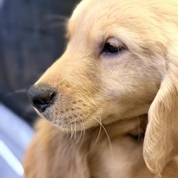 Golden Retrievers Ready for Rehoming in Hartford, ct