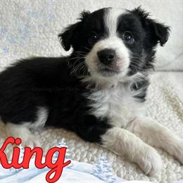 Mini Australian Shepherd Puppies Available for Adoption in Millington, tn