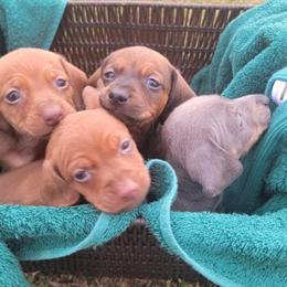 Mini Dachshund Puppies for Adoption in Flint, mi