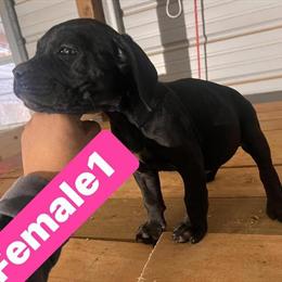 Cane Corso Puppies Available Now in Loganville, ga