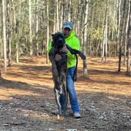 Cane Corso Stud Services in Atlanta in Loganville, ga