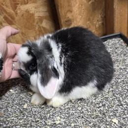 Holland Lop Buck Rabbit for Sale in Carrollton, ga