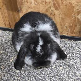 Holland Lop Buck Bunny Rabbit for Sale in Carrollton, ga