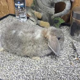 Holland Lop Doe Bunny Rabbit for Sale in Carrollton, ga