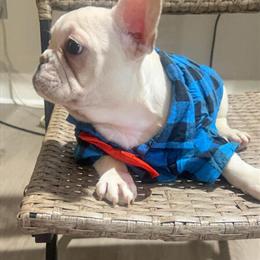 Male French Bulldog Available in Bloomfield Hills, mi