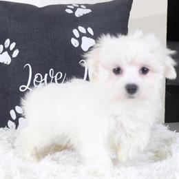 Maltese Puppy - Adorable and Ready for a Loving Home in Mount Vernon, oh