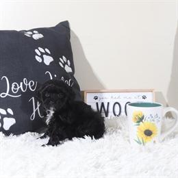 Shih-poo Puppy Black Beauty Looking for a Loving Home in Mount Vernon, oh