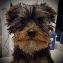 Male Puppies Ready for Adoption Now in Saint Paris, oh