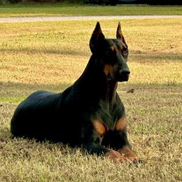 AKC Doberman Available for Stud Service in Rocky Mount, nc