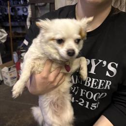 Chihuahua for Adoption in Hillsboro, oh