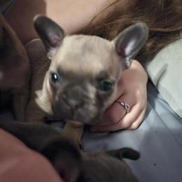 French Bulldogs - Sweet and Friendly Puppies Available in Cincinnati, oh
