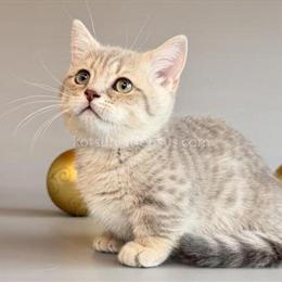 Munchkin Kitten Sable - Blue Golden Spotted Tabby in Houston in Houston, tx