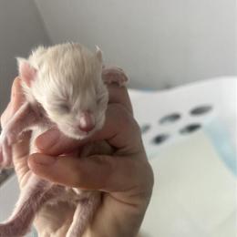 Maine Coon Kittens - TICA Registered Available in Youngstown, oh