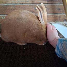 Dwarf Hotot and New Zealand Red Rabbits for Sale in Kendallville, in
