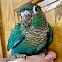 Turquoise Greencheek Conures Available for Adoption in Saginaw, mi