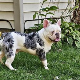 French Bulldog Male, 2 Years Old, Loving and Playful in Three Rivers, mi
