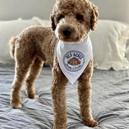 Poodle Stud Available - AKC Small/Moyen Red Poodle in Hesperia, mi