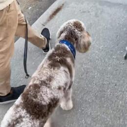 Goldendoodle Stud Service - Brown Merle Odie Available in Hesperia, mi