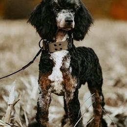 Stunning AKC Phantom/Merle Poodle Stud Available in Hesperia, mi