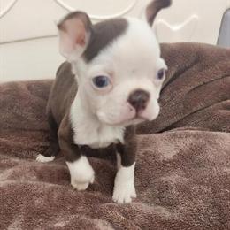 Boston Terrier Female Puppy Available in Belleville, mi