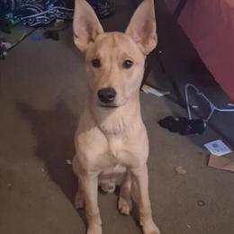 Husky Male Mix for Adoption in Oscoda, mi