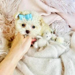 Toy Poodle, Pug, French Bulldog, Chihuahuas, and Poodles Available in Miami, fl