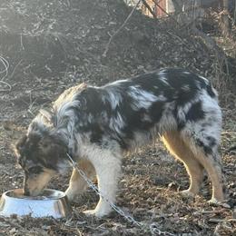 Australian Shepherd Male Blue Merle, 6 Months Old in Morgantown, in