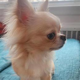 Rare Long Haired Merle Chihuahua for Sale in Dumont, nj
