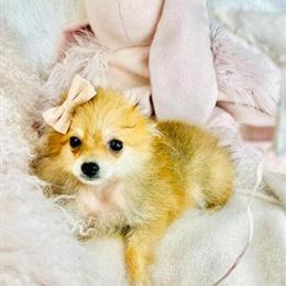 Pomeranian and other small breed puppies available in Miami, fl