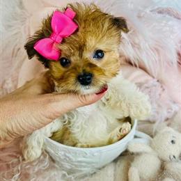 Yorkshire Terriers, Chihuahuas, Poodles, Pomeranians, Malteses & Teacup Puppies for Adoption in Miami, fl