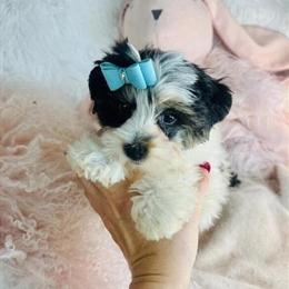 Yorkshire Terriers, Chihuahuas, Poodles, Pomeranians, Malteses & Teacup Puppies Available in Miami, fl