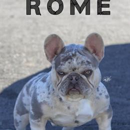 French Bulldog Puppy - 10 Weeks Old, Ready for New Home in San Bernardino, ca