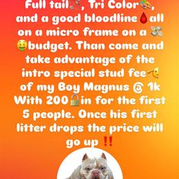 American Bully Stud Available - Special Intro Fee in San Bernardino, ca