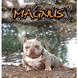 Micro Exotic for Stud in San Bernardino in San Bernardino, ca