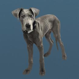 Great Dane Puppy Ready for a Loving Home in Calumet City, il