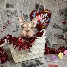 French Bulldog - New Shade Rojo and Tan Merle Available in Houston in Cypress, tx
