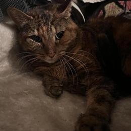 Sweet female cat Peaches needs a good home ASAP in East Stroudsburg, pa