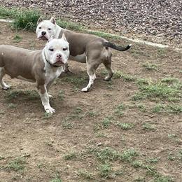 Rehoming 11 Month Old American Bully Siblings in Las Vegas in Las Vegas, nv