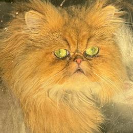 Persian Male for Breeding - Petite Golden with Stunning Eyes in Riverview, fl