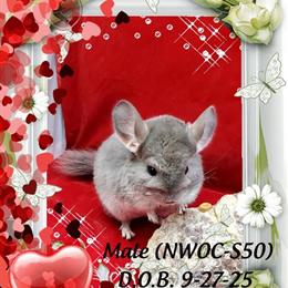 Chinchillas Available for Adoption in Northwest Ohio in Bryan, oh