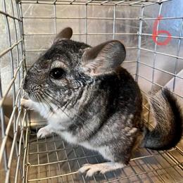 Chinchillas for Sale in Ravenna, oh