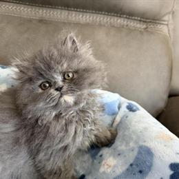 Persian Kittens Available - Blue Cream, Solid White, and Tortie in Palm Coast, fl